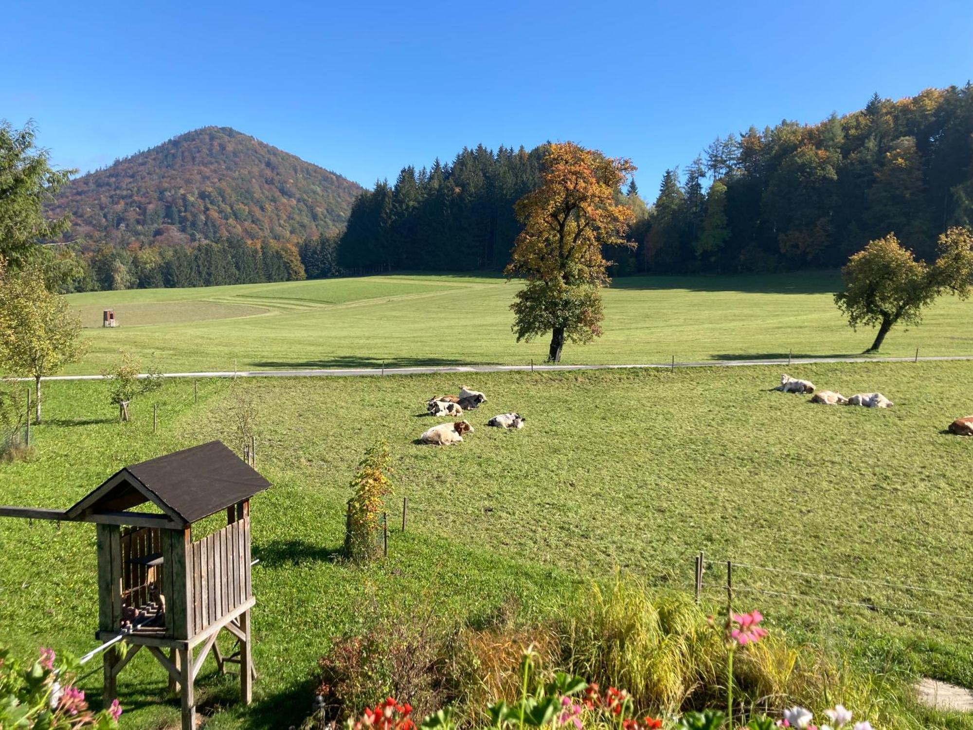 Obereggut Appartement Hof bei Salzburg Buitenkant foto